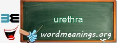 WordMeaning blackboard for urethra